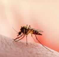 मलेरिया के लक्षण, प्रकार, कारण, उपचार और बचाव | Malaria in Hindi