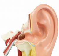 Are there any ossicular prostheses available?