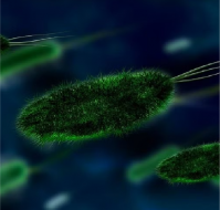लेप्टोस्पायरोसिस क्या है? कारण, लक्षण और इलाज | Leptospirosis in Hindi