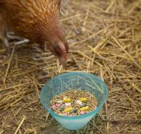 Harmful effect of Antibiotics in Animal Agriculture 