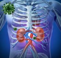COVID 19 And Kidney: Everything You Should Know