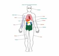 How many Organs can be Donated from one Body?