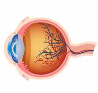 How often should we get our retinas checked in retinopathy?