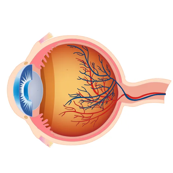 How often should we get our retinas checked in retinopathy?