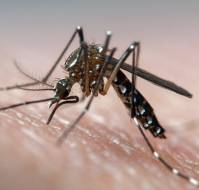 How do we take care of the dengue menace or mosquito menace?