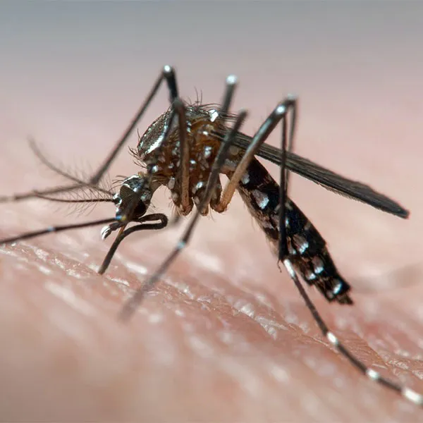 How do we take care of the dengue menace or mosquito menace?