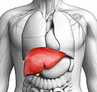 Infectious Disease of the Liver in the Geriatric Patients