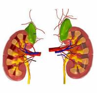 Is renal cell carcinoma on the rise?