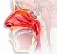 Other similar symptoms occurring with other diseases like vasometer rhinitis