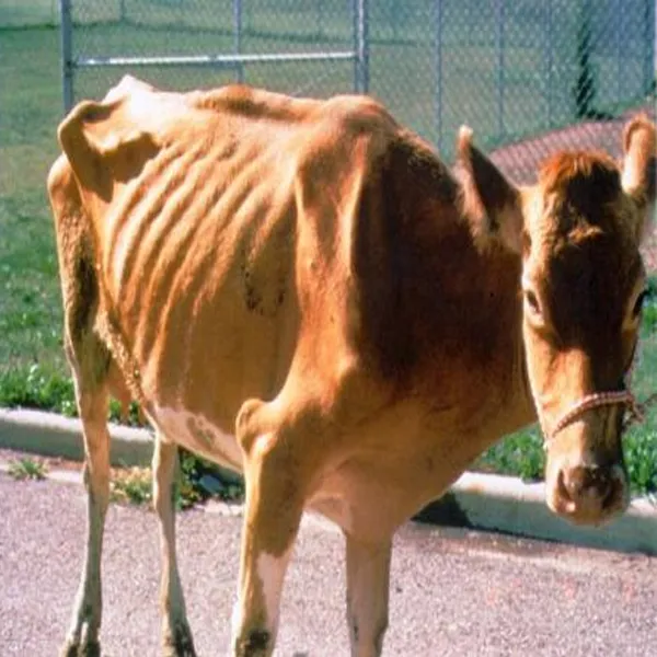Paratuberculosis in animals?