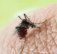 Should every patient of dengue be admitted?
