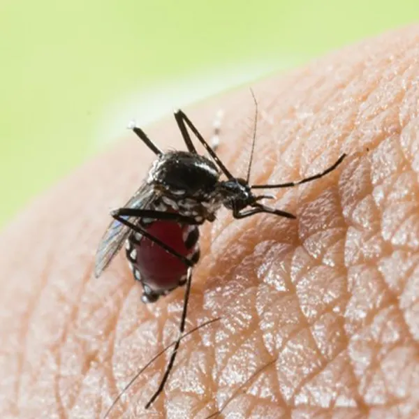 Should every patient of dengue be admitted?