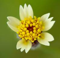 Tridax Procumbens: Natural Remedy to Accentuate Sexual Health in Men