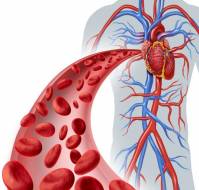 What is meant by collateral circulation? Medtalks