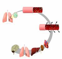 What is sepsis map?