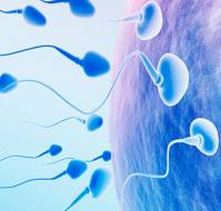 What is the significance of varicocele in male infertility?