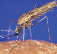 What is the extent of resistance in falciparum malaria?
