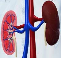 What is the most important parameter to diagnose kidney disease in type 2 diabetic patients?