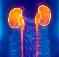 What are the probable questions on renal failure?