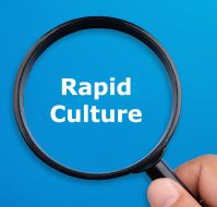What is rapid culture?