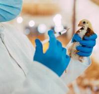 What is rational use of antibiotics in animals and birds?