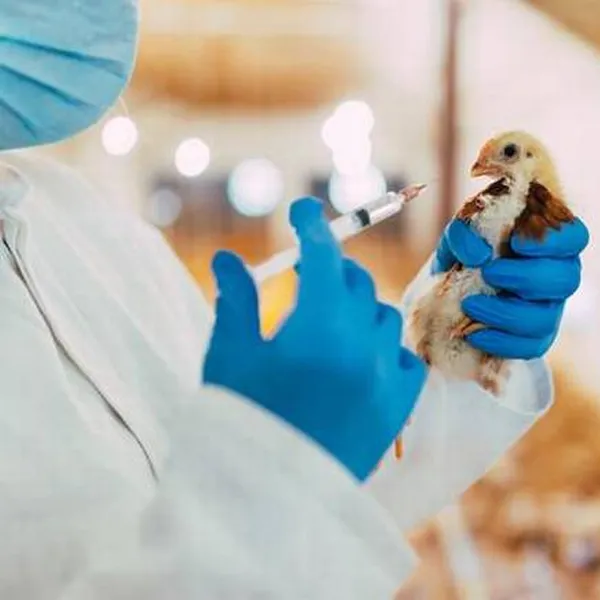 What is rational use of antibiotics in animals and birds?