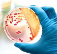 What role can the media play in containing AMR?