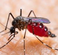 Zika Virus Infection: All You Must Know