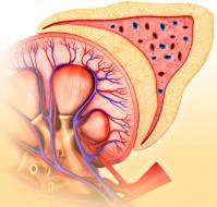 Are cardiac patients at risk of nephropathy?