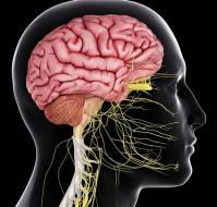 मस्तिष्क और तंत्रिका तंत्र व अन्य रोग || Brain and Nervous System in Hindi 