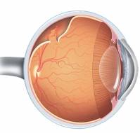 What are the common diseases that have an impact on the retina?