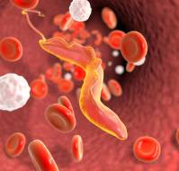Chagas Disease: Symptoms and Treatment