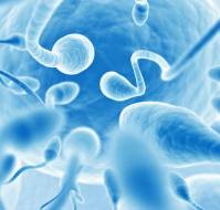 What are the causes of male infertility?