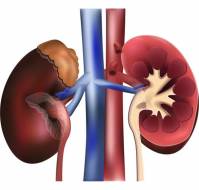 What are the common kidney questions that can be asked in exams?