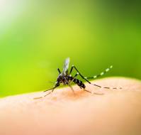 डेंगू: कारण, लक्षण, निदान और उपचार | Medtalks