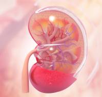 What are the tests included in kidney panel?