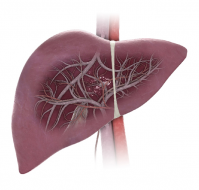 Liver Enzyme Abnormalities: Exploring the Significance of Elevated SGOT and SGPT