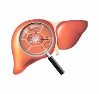 Liver- A Pivot of Metabolism
