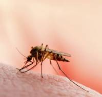 Malaria: Prevention and Treatment