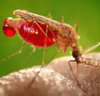 How to reduce the menace of mosquitoes?