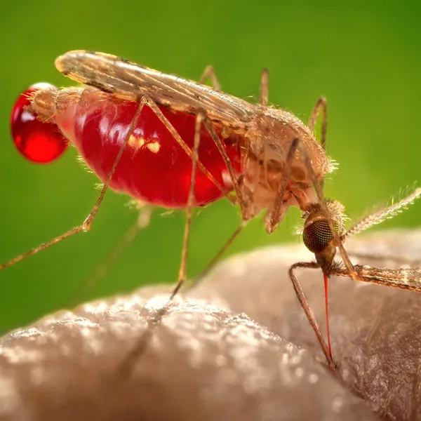 How to reduce the menace of mosquitoes?