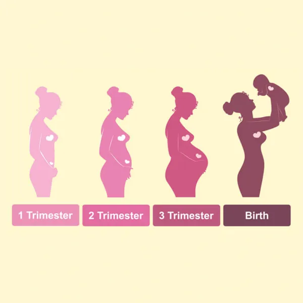 The First Trimester Of Pregnancy: What To Expect, Symptoms & Baby Development
