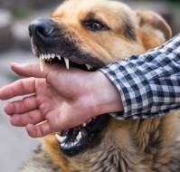 रेबीज क्या है? कारण, लक्षण और इलाज| Rabies in Hindi