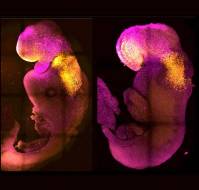 वैज्ञानिकों ने बिना वीर्य और अंडे के सिंथेटिक भ्रूण बनाया – धड़क रहा है दिल | Synthetic Embryo in Hindi