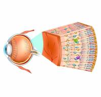 What are various retinal diseases?