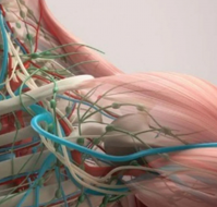 पश्चकपाल नसों का दर्द क्या है? कारण,लक्षण और इलाज | What is Occipital Neuralgia in Hindi