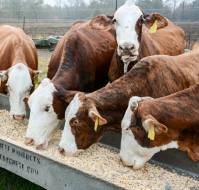 What are the common situations where antibiotics are used in animal husbandry?