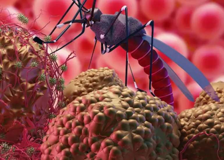 चांदीपुरा वायरस संक्रमण: विस्तार से जाने