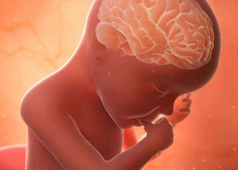 Fish-Oil Containing Lipid Emulsions Support Brain Growth in Very Preterm Infants
