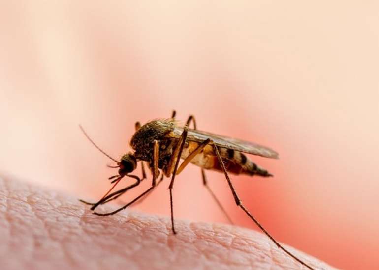 मलेरिया के लक्षण, प्रकार, कारण, उपचार और बचाव | Malaria in Hindi